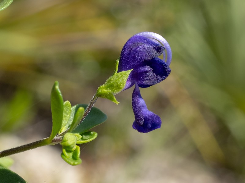 Trichostema bridgesii-orzellii photo 3