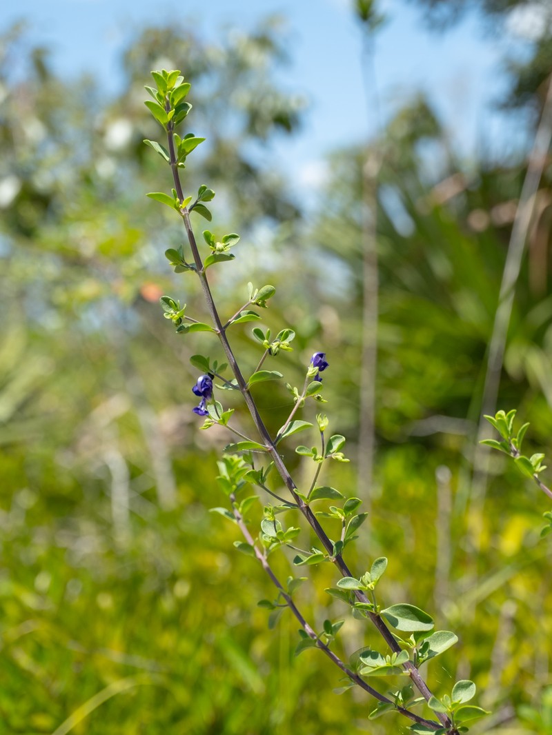 Trichostema bridgesii-orzellii photo 4