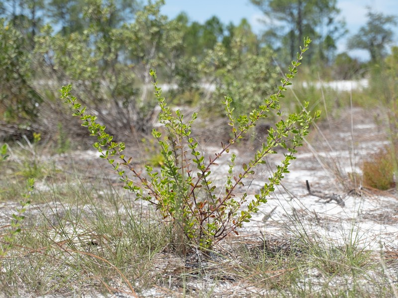 Trichostema bridgesii-orzellii photo 6