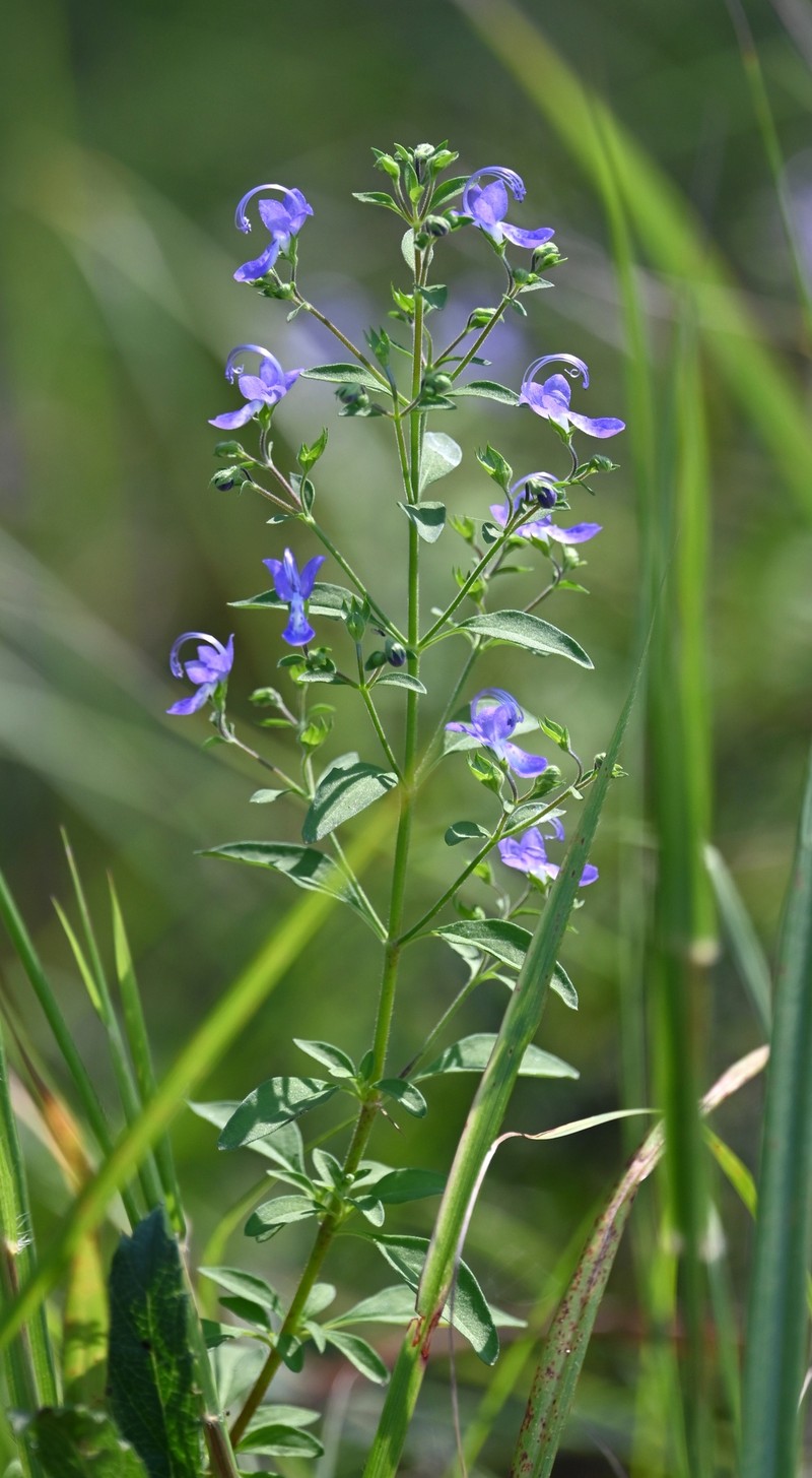 Fluxweed