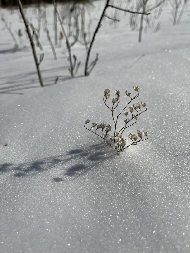 Fluxweed photo 2