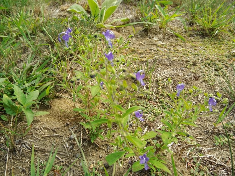 Fluxweed photo 4