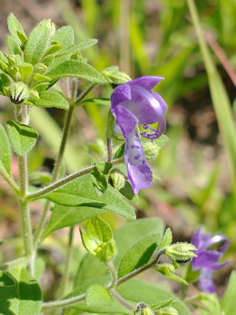 Fluxweed photo 6