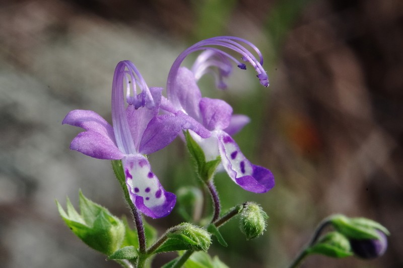 Fluxweed photo 7