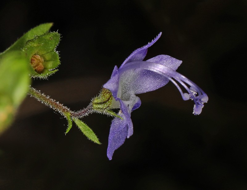 Forked Bluecurls photo 3