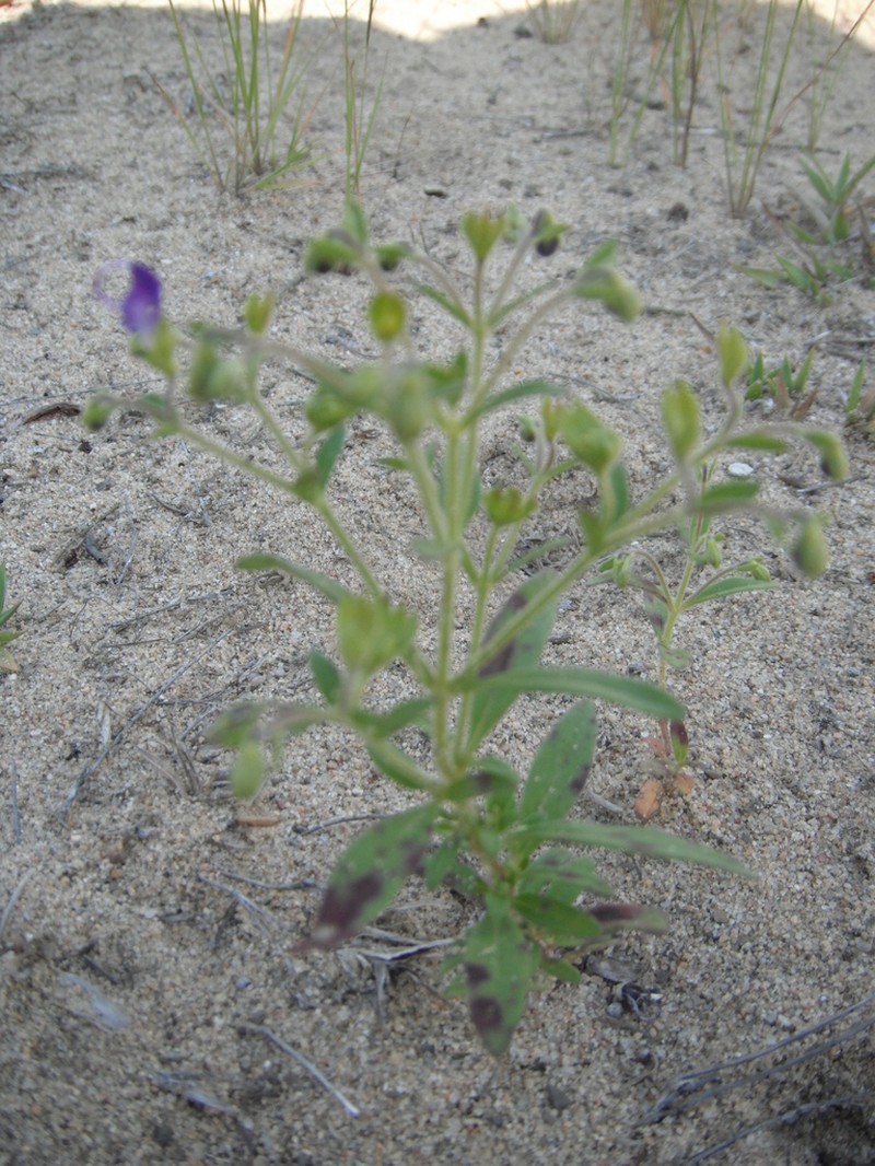 Forked Bluecurls photo 5