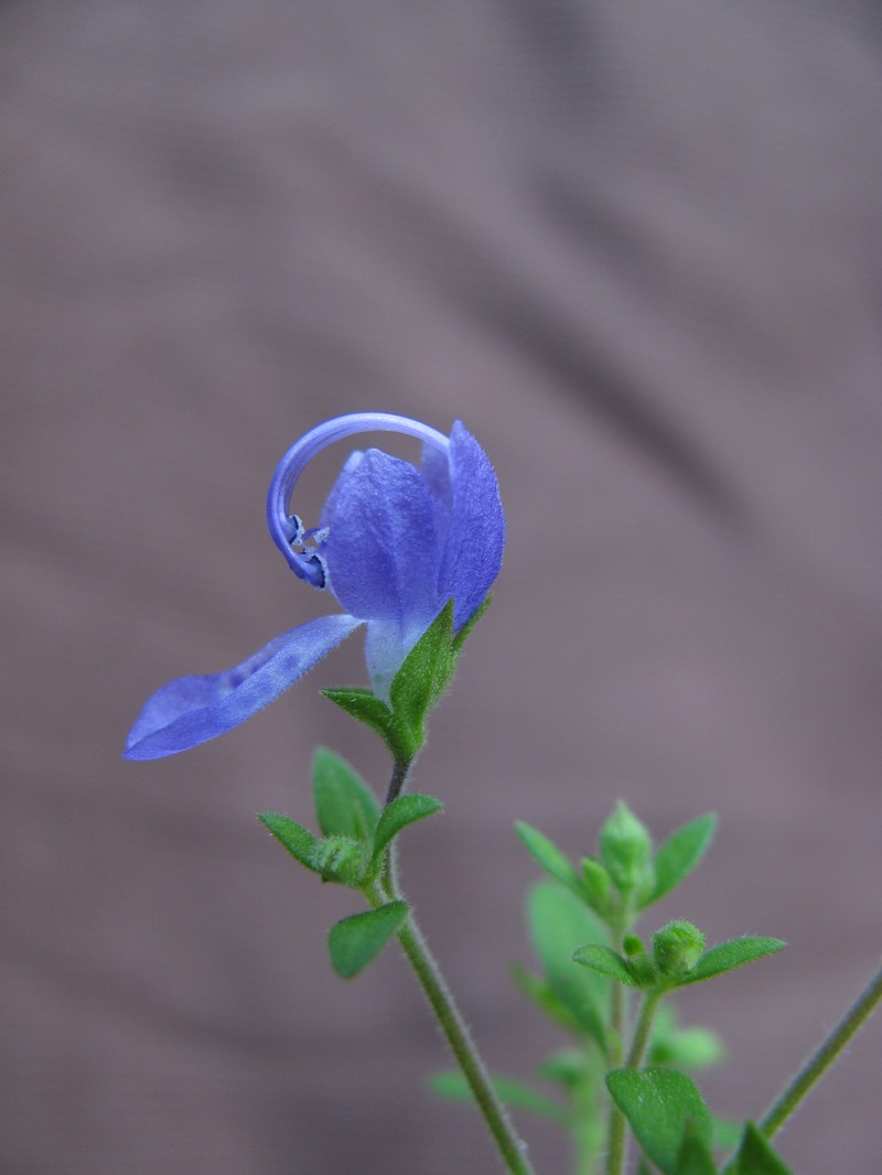 Forked Bluecurls photo 4