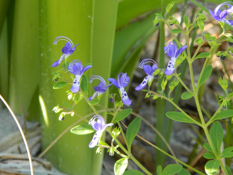 Trichostema floridanum