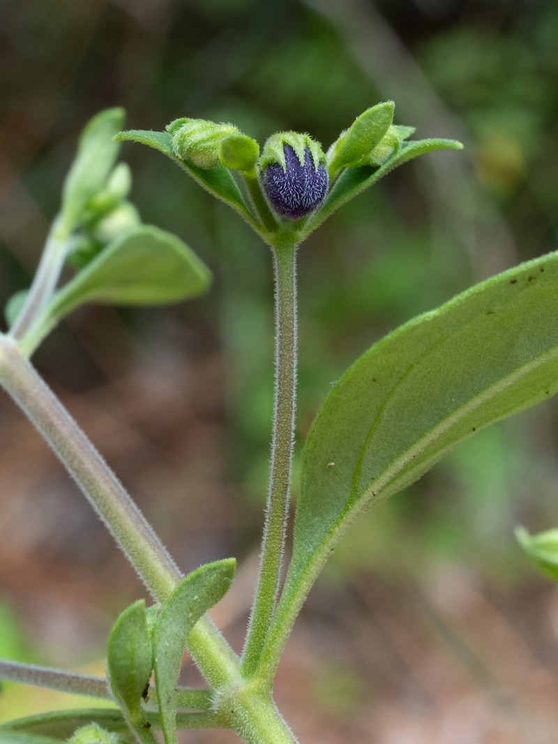 Trichostema floridanum photo 2