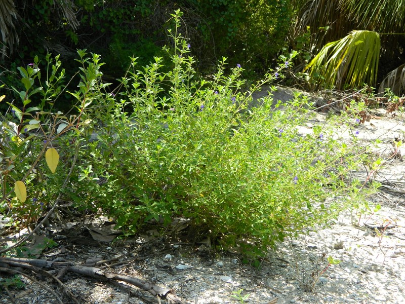 Trichostema floridanum photo 3