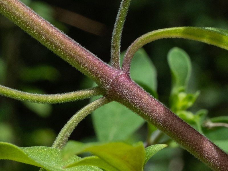 Trichostema floridanum photo 5