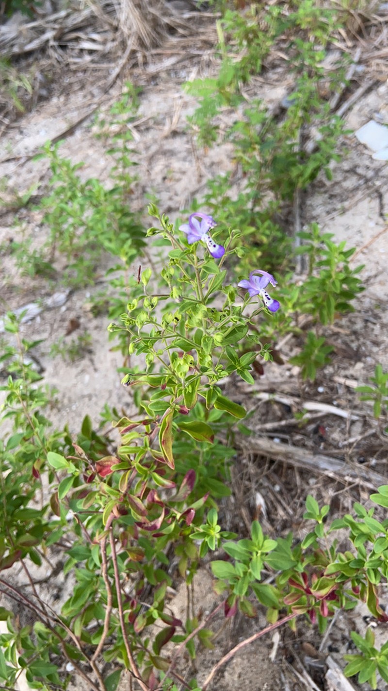 Trichostema floridanum photo 6