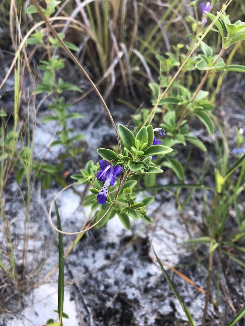 Trichostema floridanum photo 7
