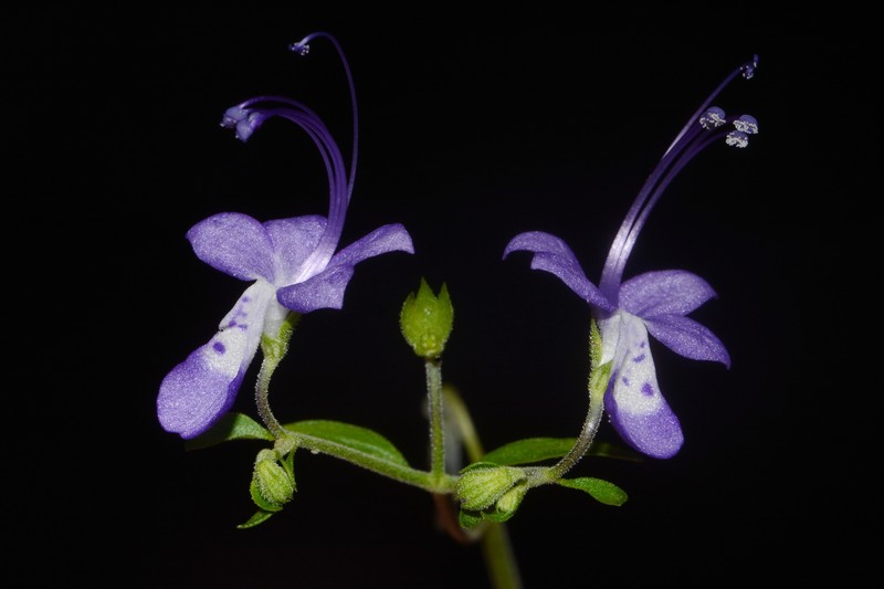 Trichostema fruticosum