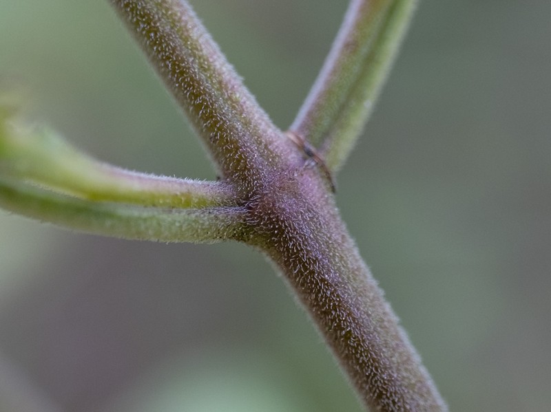 Trichostema fruticosum photo 2