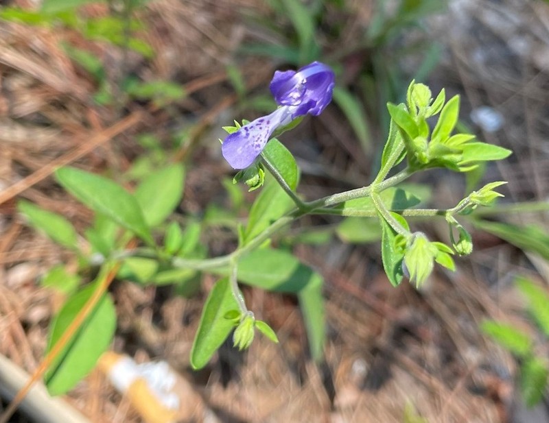 Trichostema fruticosum photo 4
