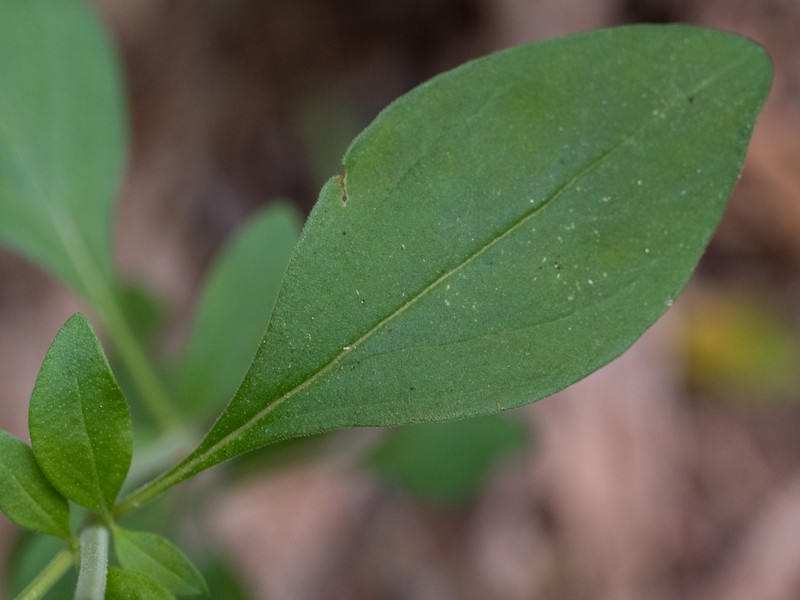 Trichostema fruticosum photo 5