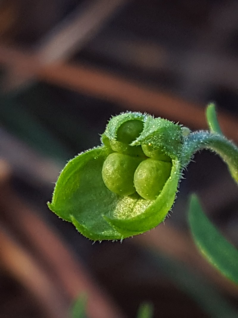 Trichostema fruticosum photo 6