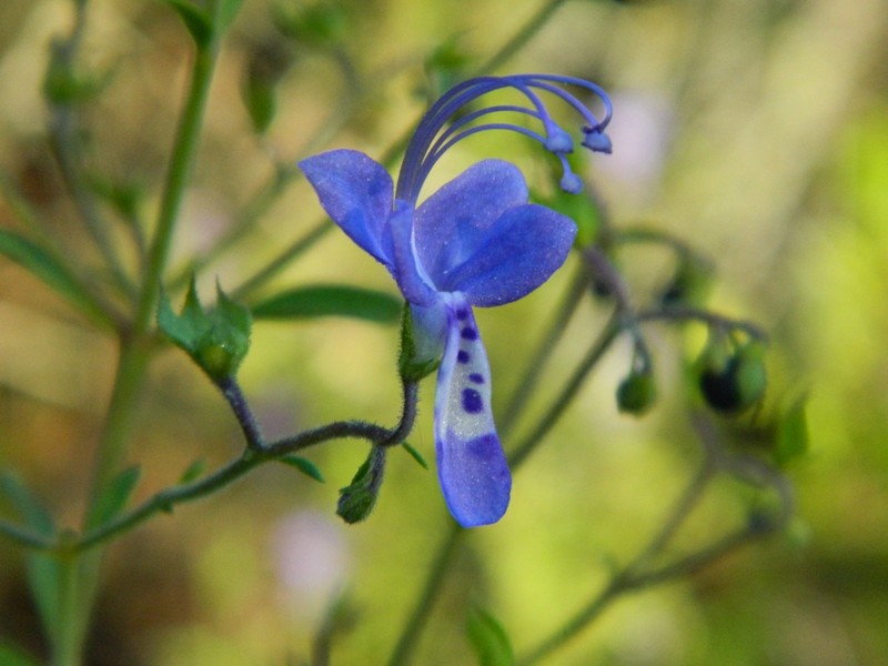 Trichostema gracile