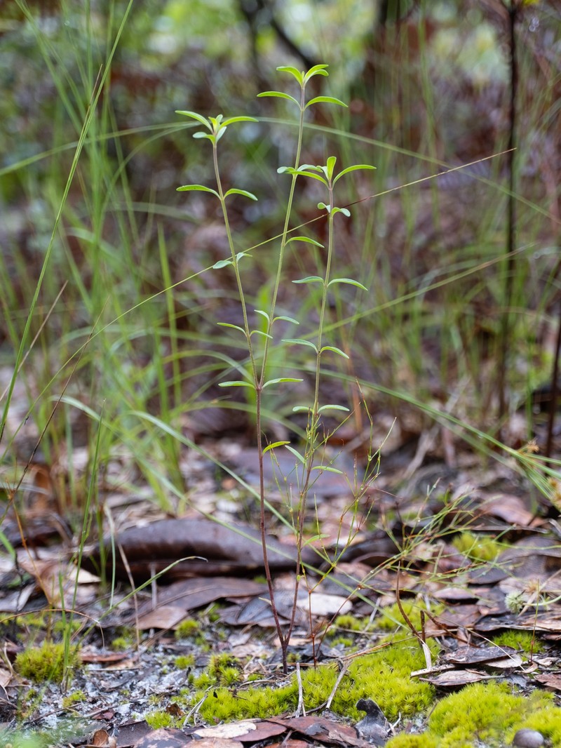 Trichostema gracile photo 2