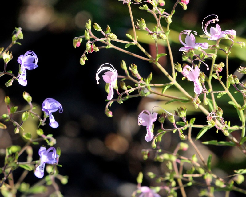 Trichostema gracile photo 6