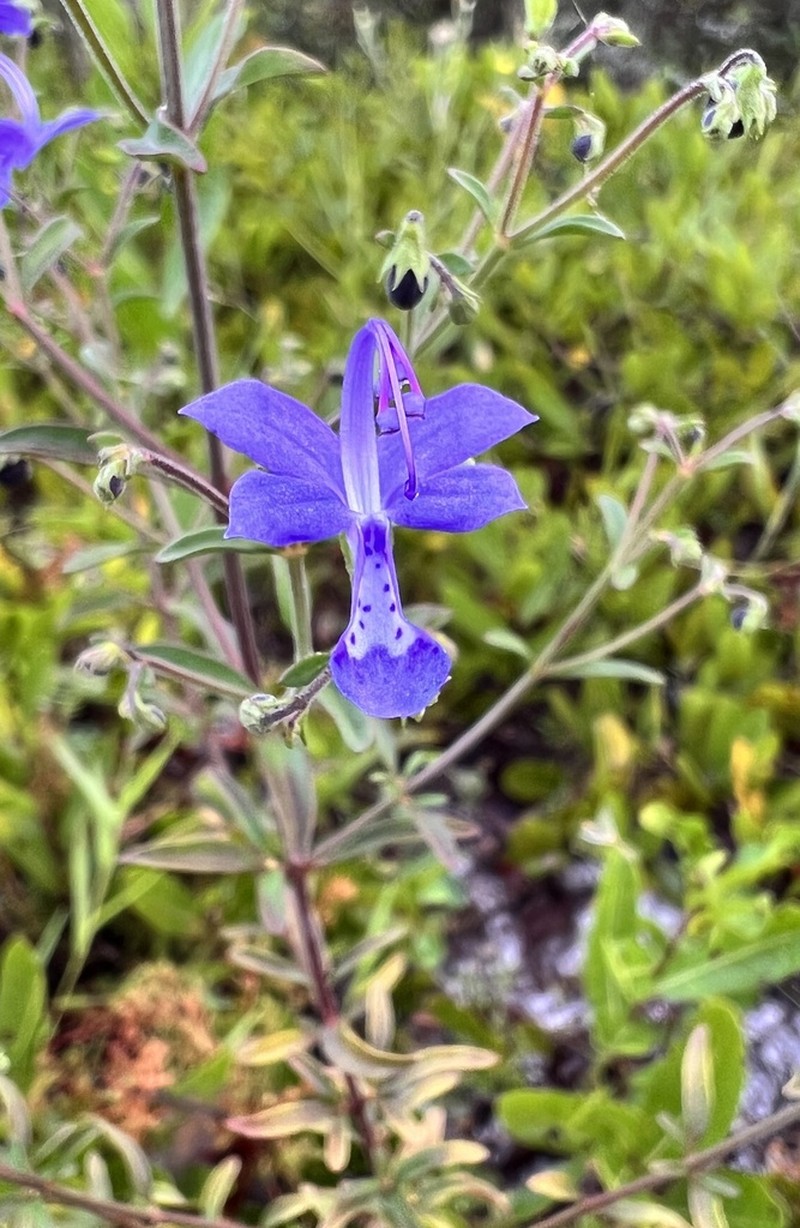 Trichostema gracile photo 7