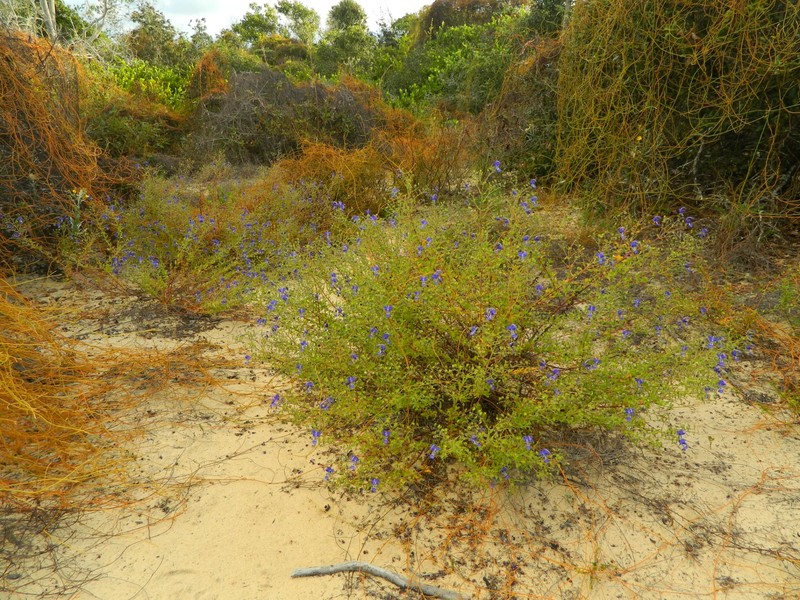 Trichostema hobe