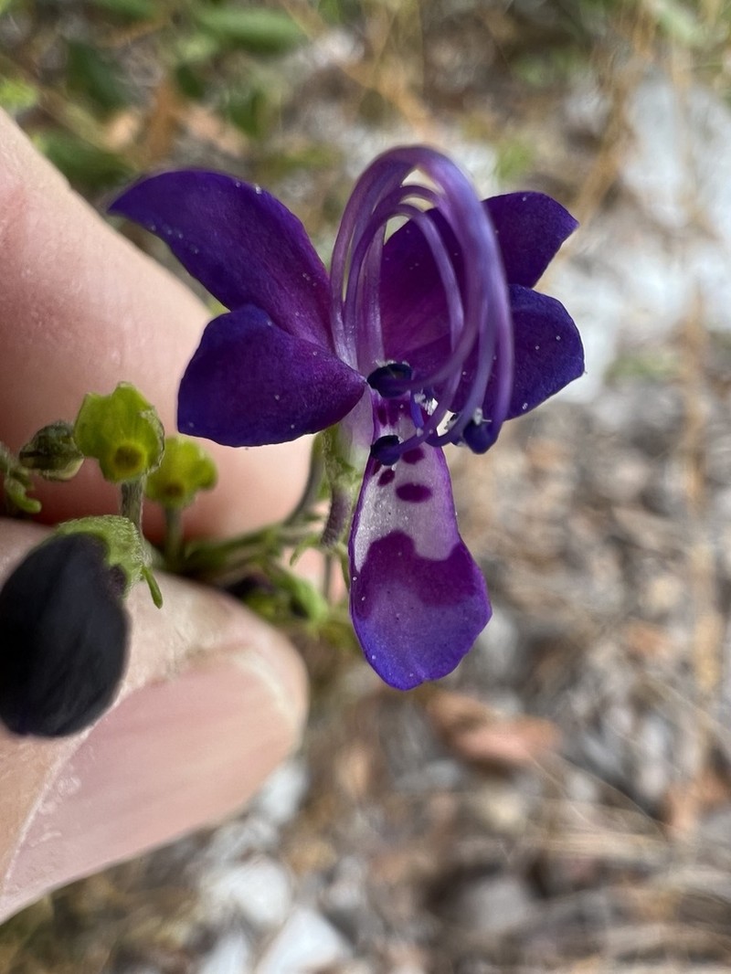 Trichostema hobe photo 2