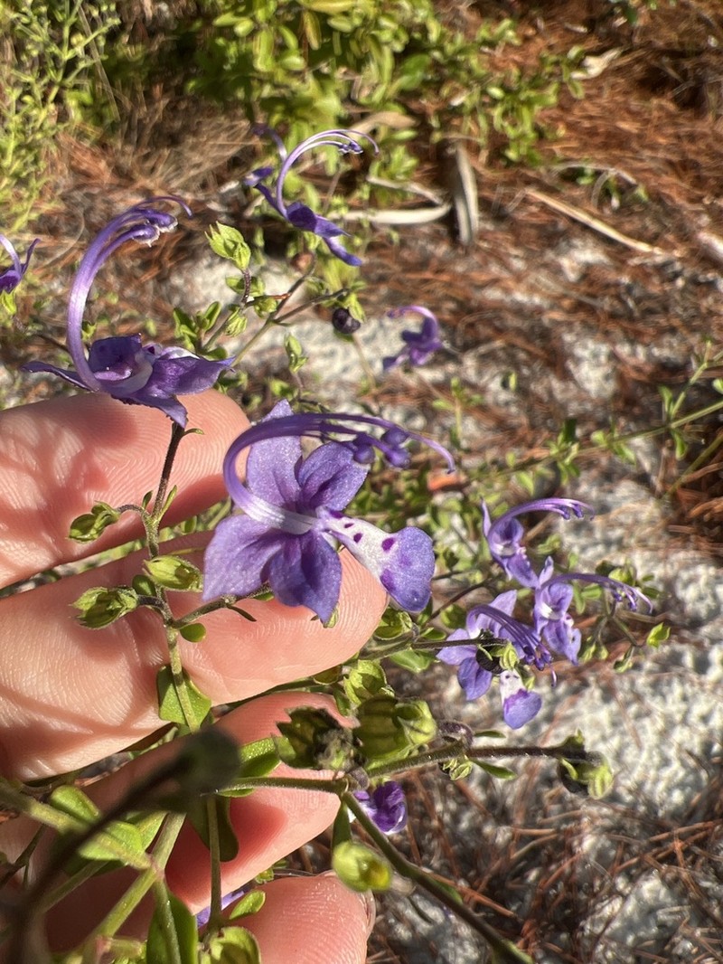 Trichostema hobe photo 3