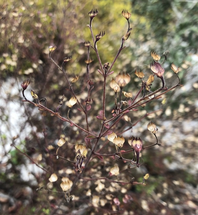 Trichostema hobe photo 4