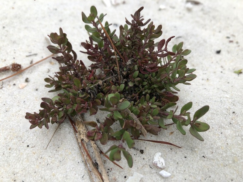 Trichostema hobe photo 5
