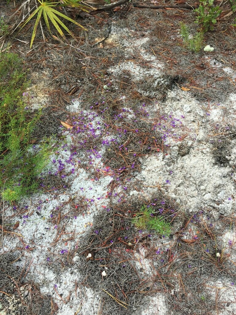 Trichostema hobe photo 6