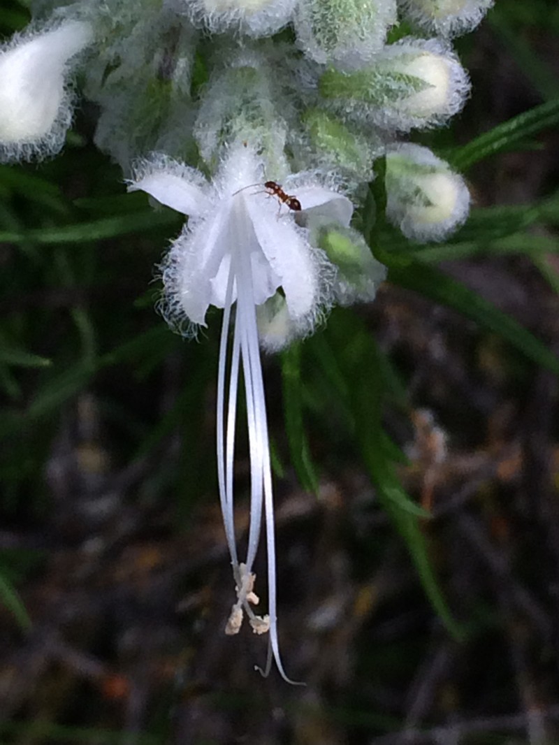 Woolly Bluecurls photo 2
