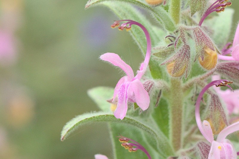 Vinegarweed photo 3