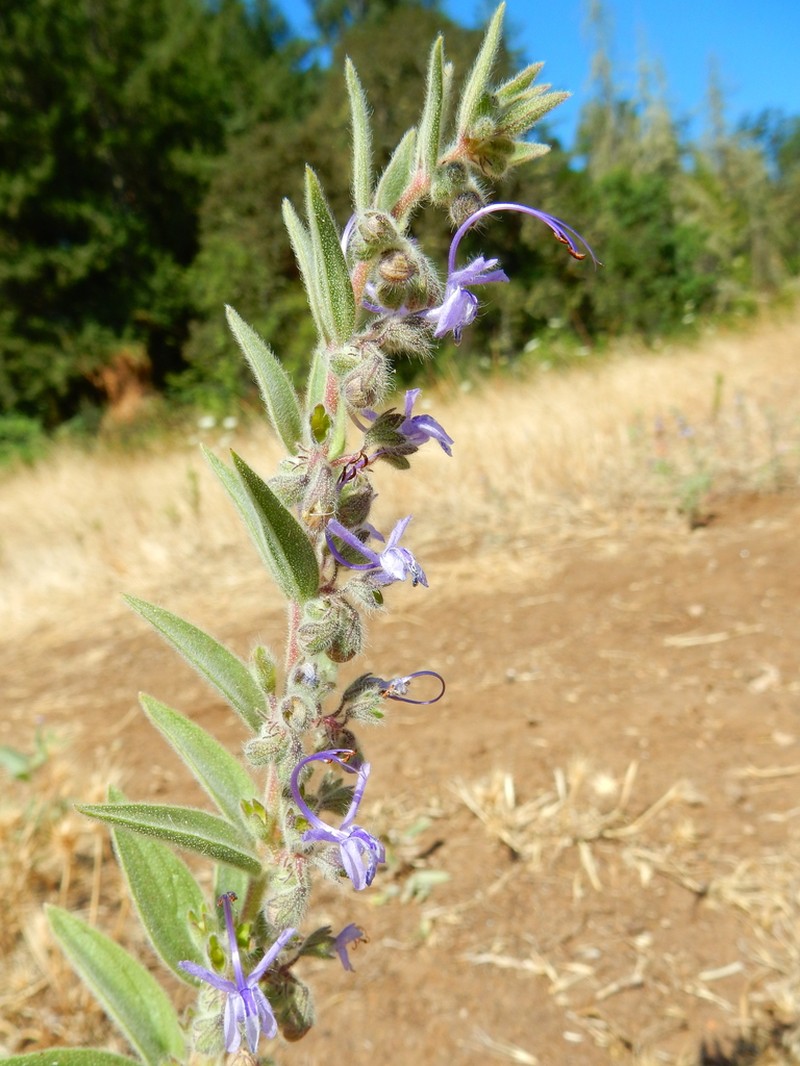 Vinegarweed photo 4