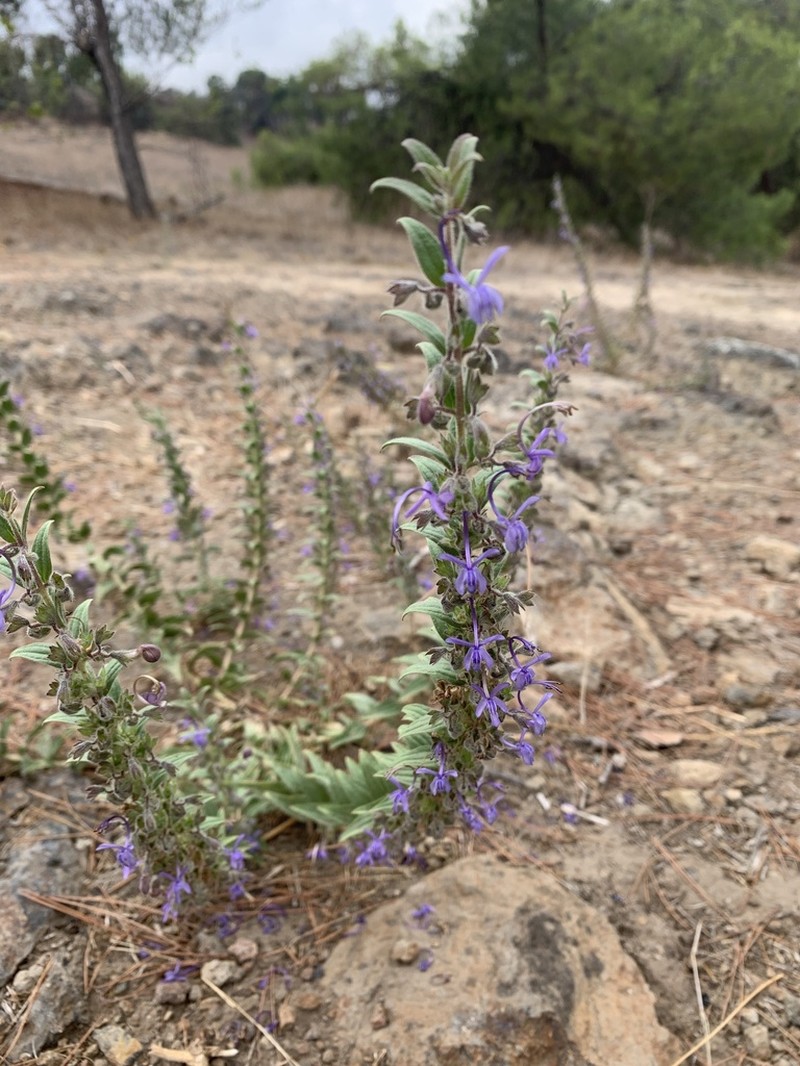 Vinegarweed photo 6