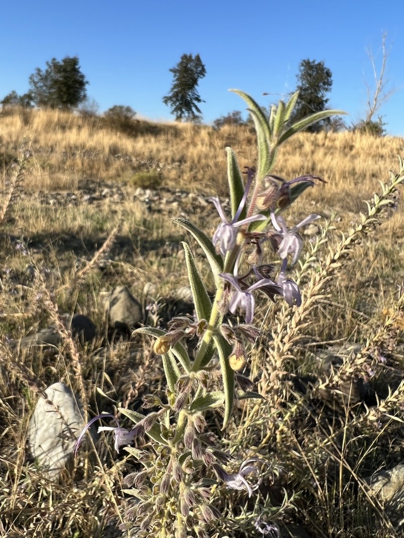 Vinegarweed photo 7