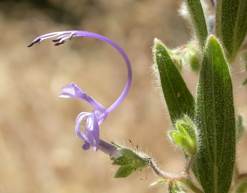Vinegarweed photo 2