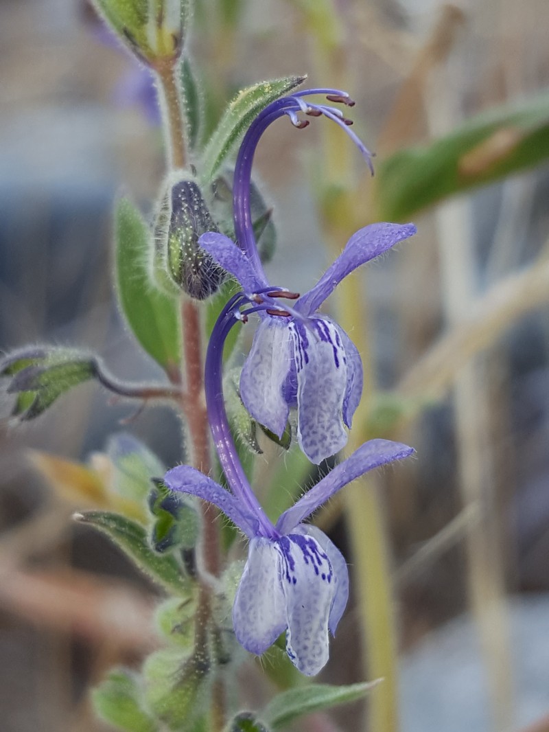 Vinegarweed photo 4