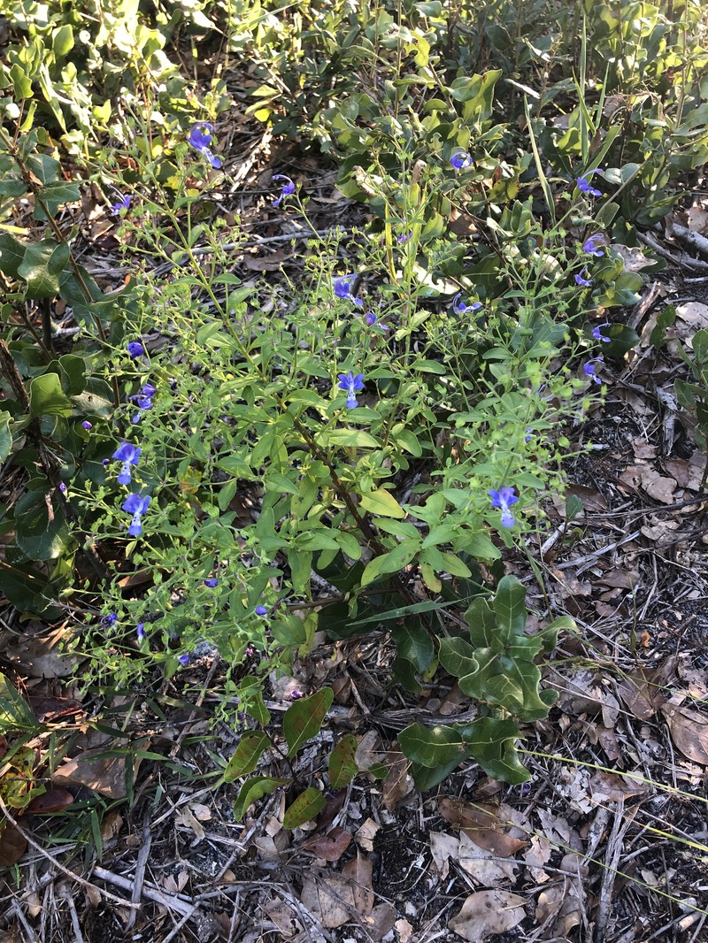 Trichostema latens