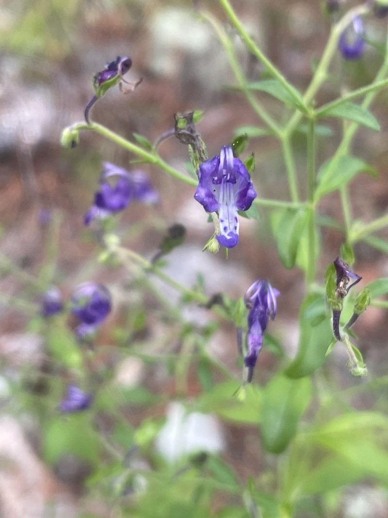 Trichostema latens photo 2