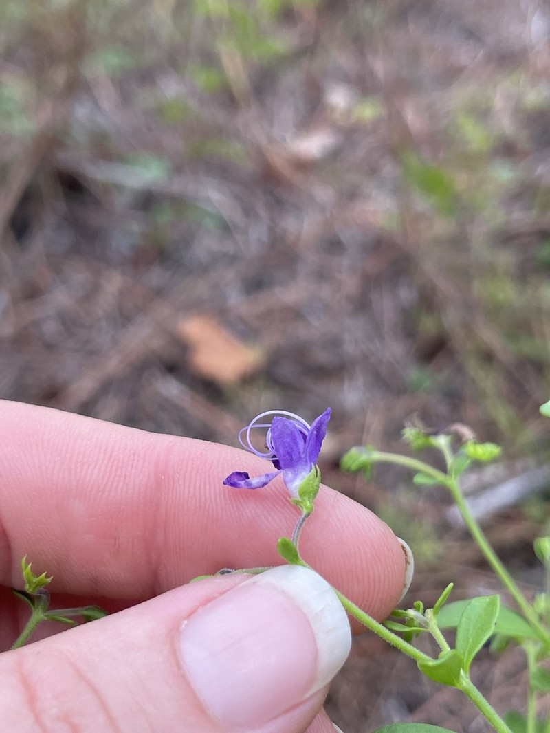 Trichostema latens photo 3