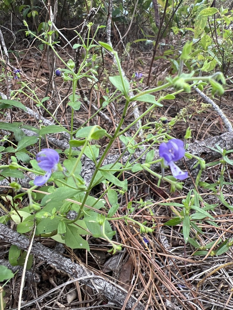 Trichostema latens photo 4