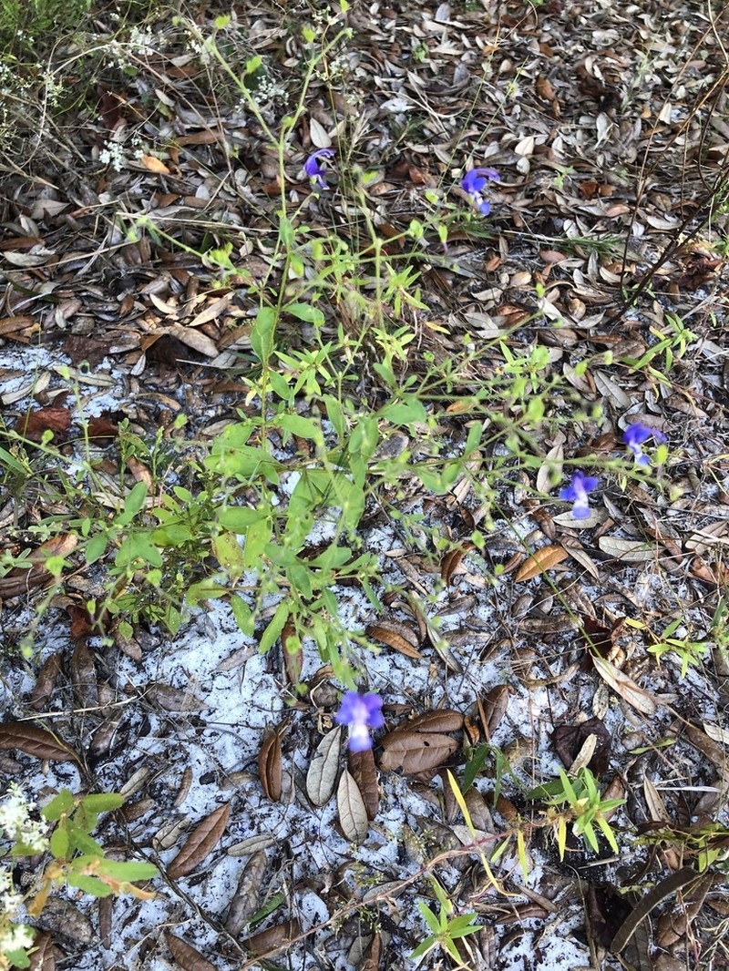 Trichostema latens photo 5