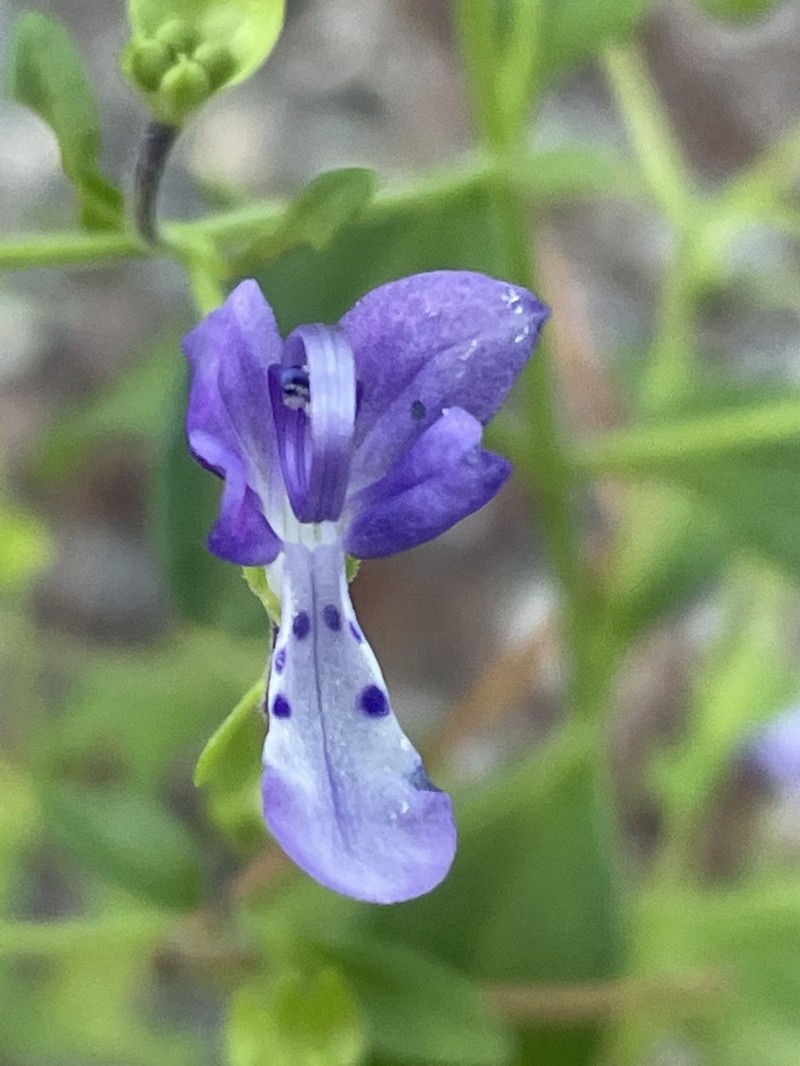 Trichostema latens photo 6