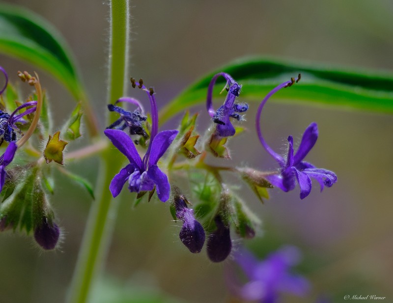 Turpentine Weed