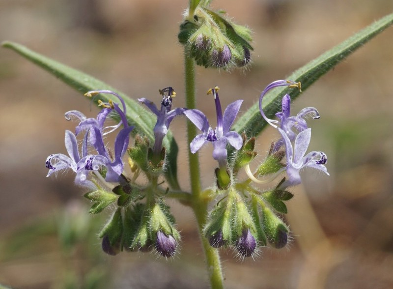 Turpentine Weed photo 2