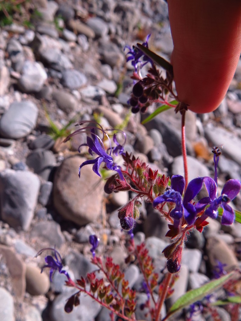 Turpentine Weed photo 3