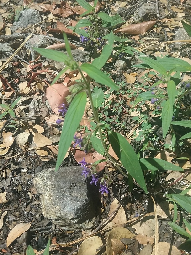 Turpentine Weed photo 4