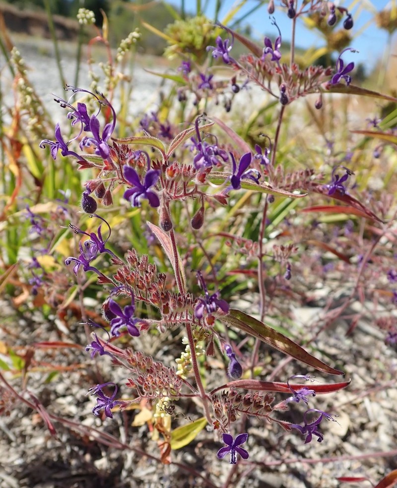 Turpentine Weed photo 5
